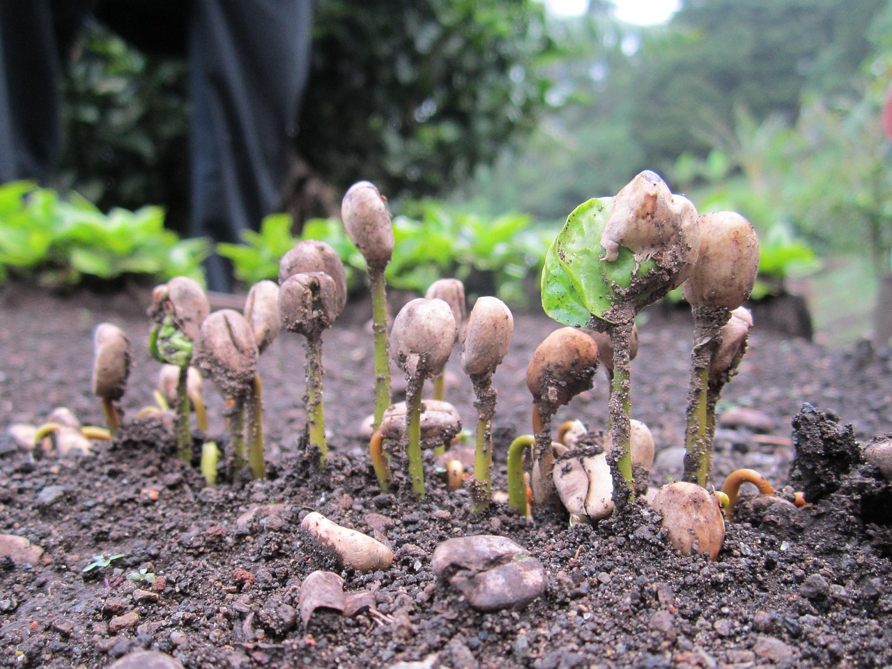 coffee beans, grow, sprouts, costa rica, plant, nature, green, natural, environment